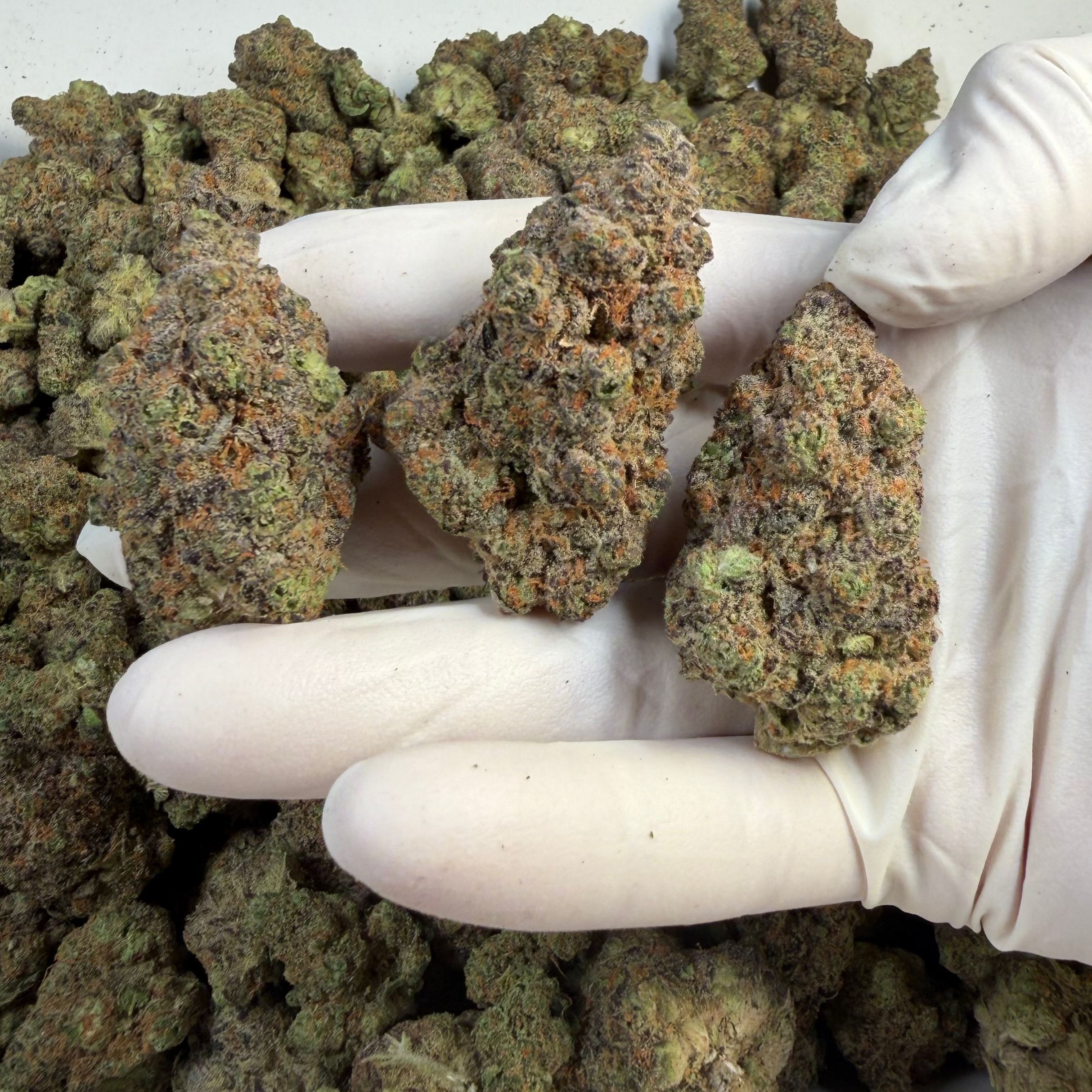 Cotton Candy Cookies Wholesale THCa Flower