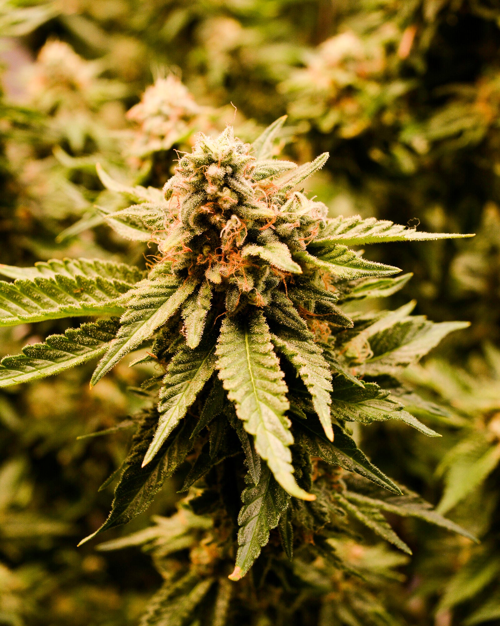 Close-up of a cannabis plant with green leaves and buds.