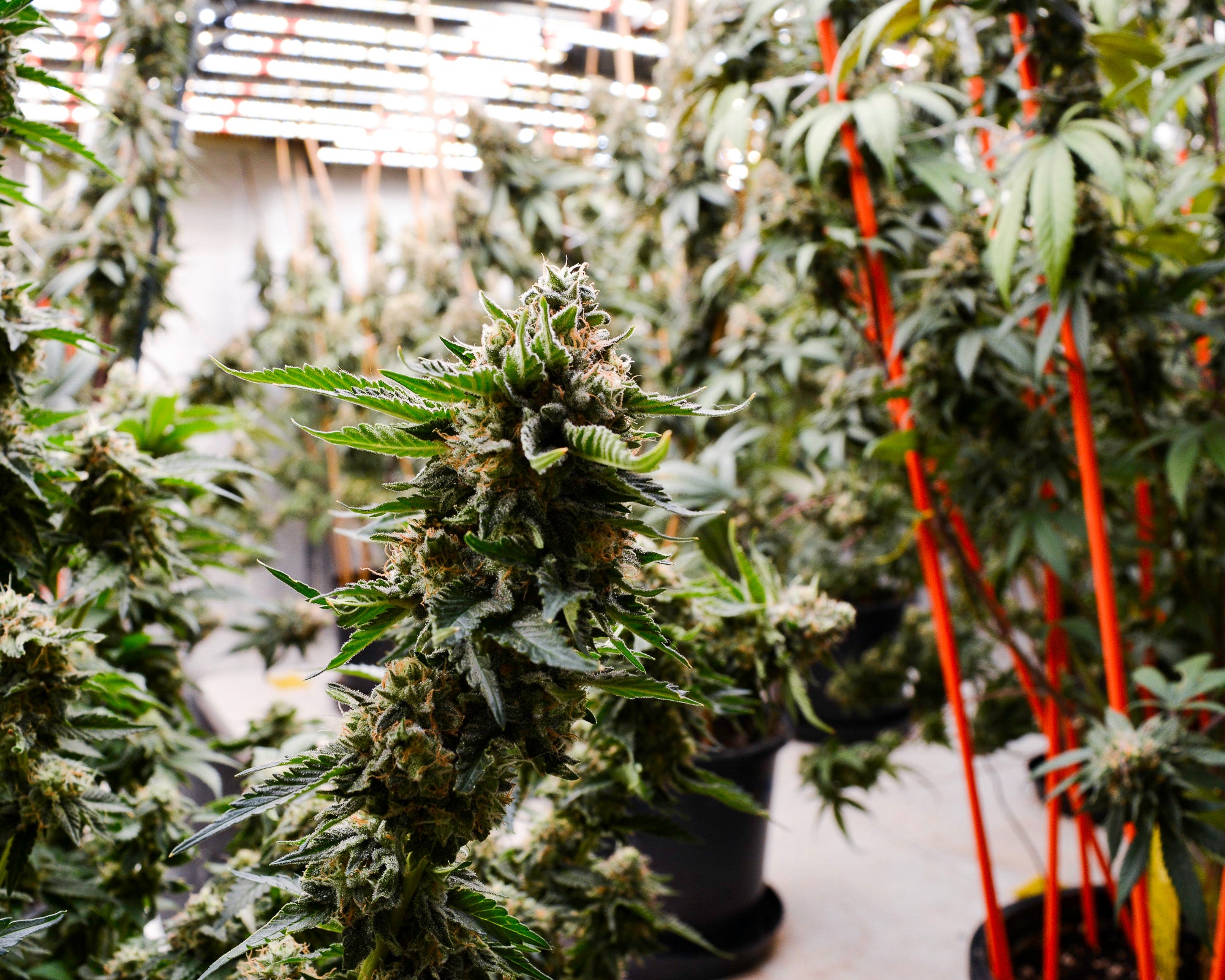 Grown cannabis plants in a greenhouse setting