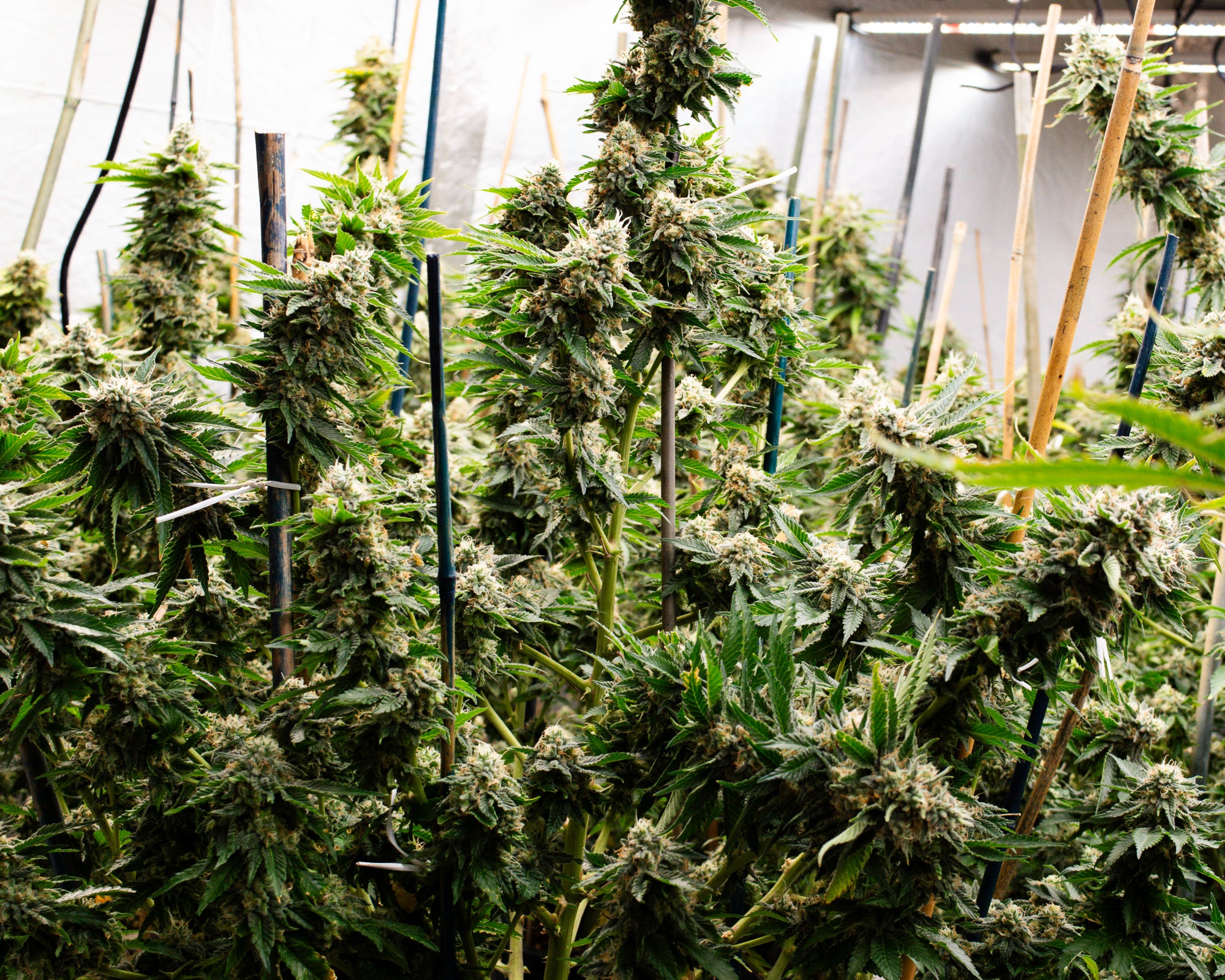 Grown cannabis plants in a greenhouse setting