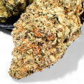 Apricot Scones Wholesale THCa Flower