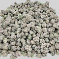 DYOR Wholesale THCa Flower