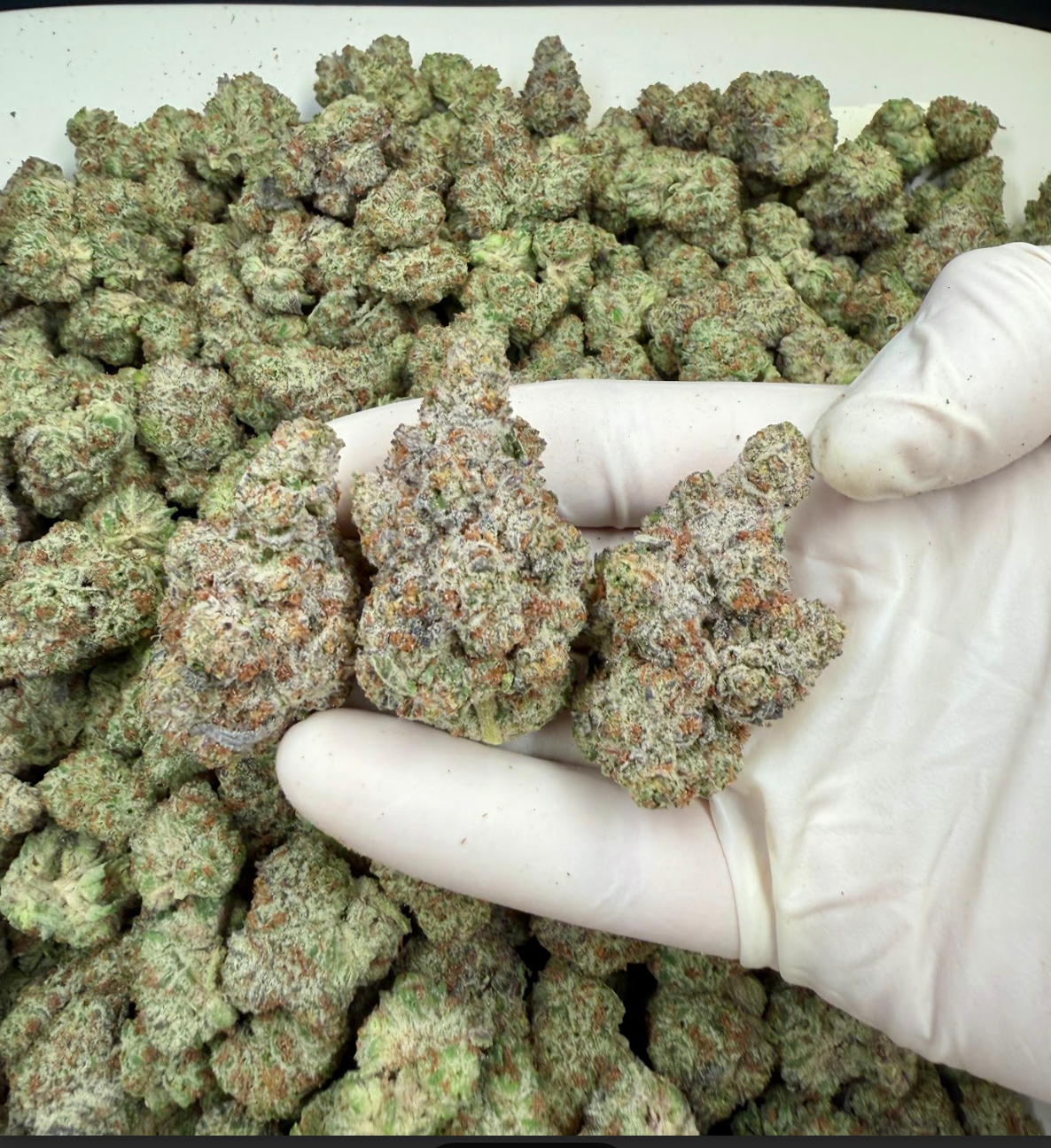 Grape Biscotti Wholesale THCa Flower