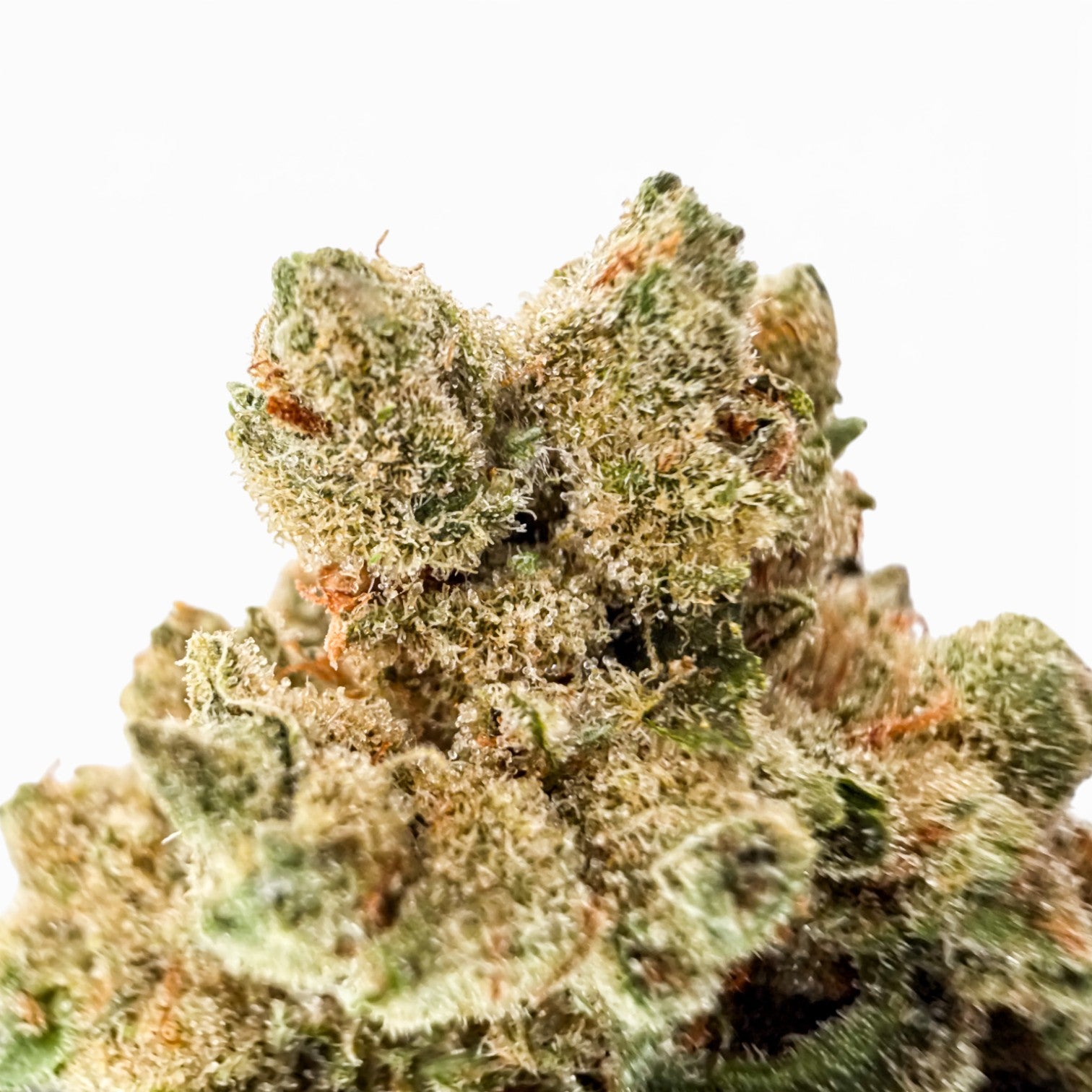 Mango Mentality Wholesale THCa Flower