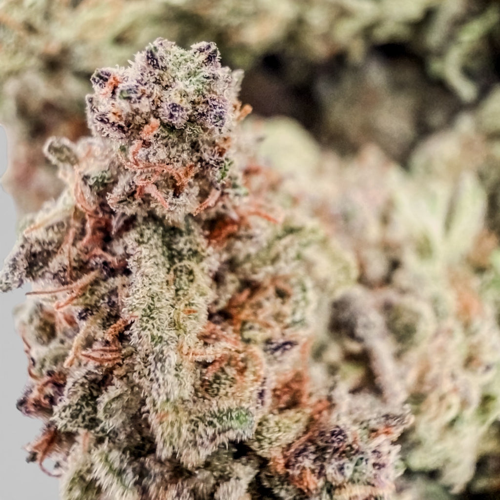 Juicee J Wholesale THCa Flower