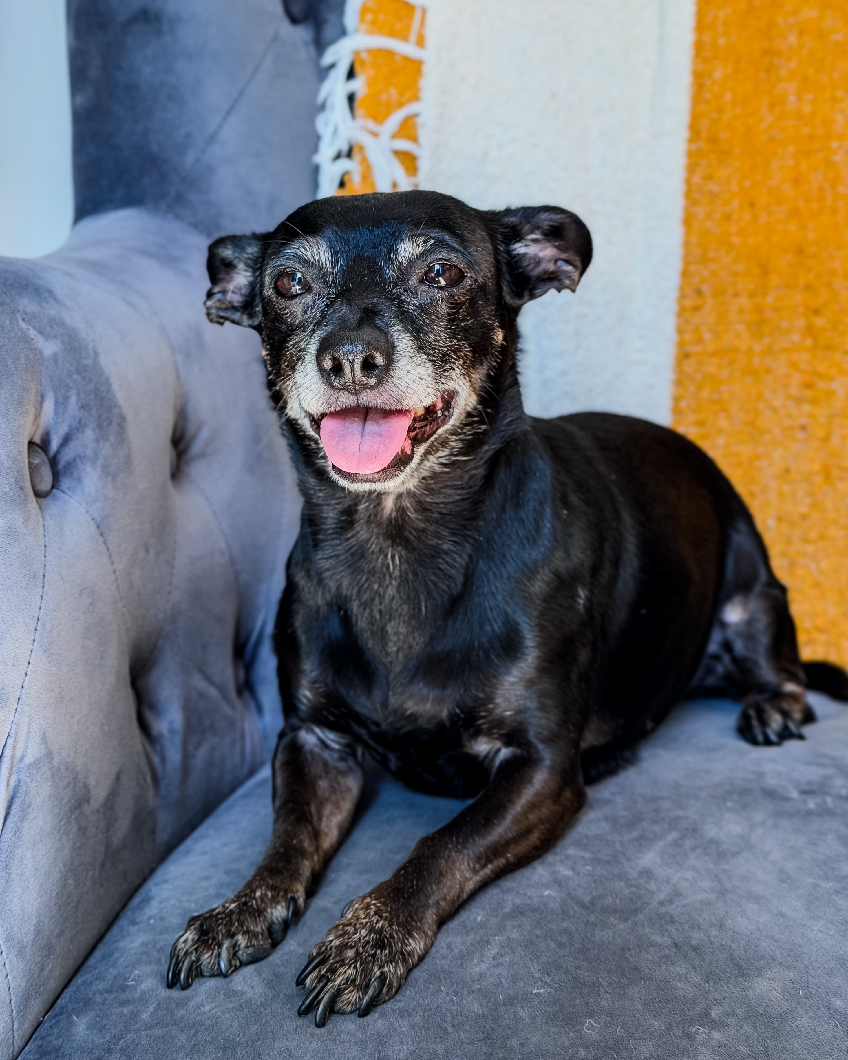 Black dog with a happy expression sitting on a gray couch.