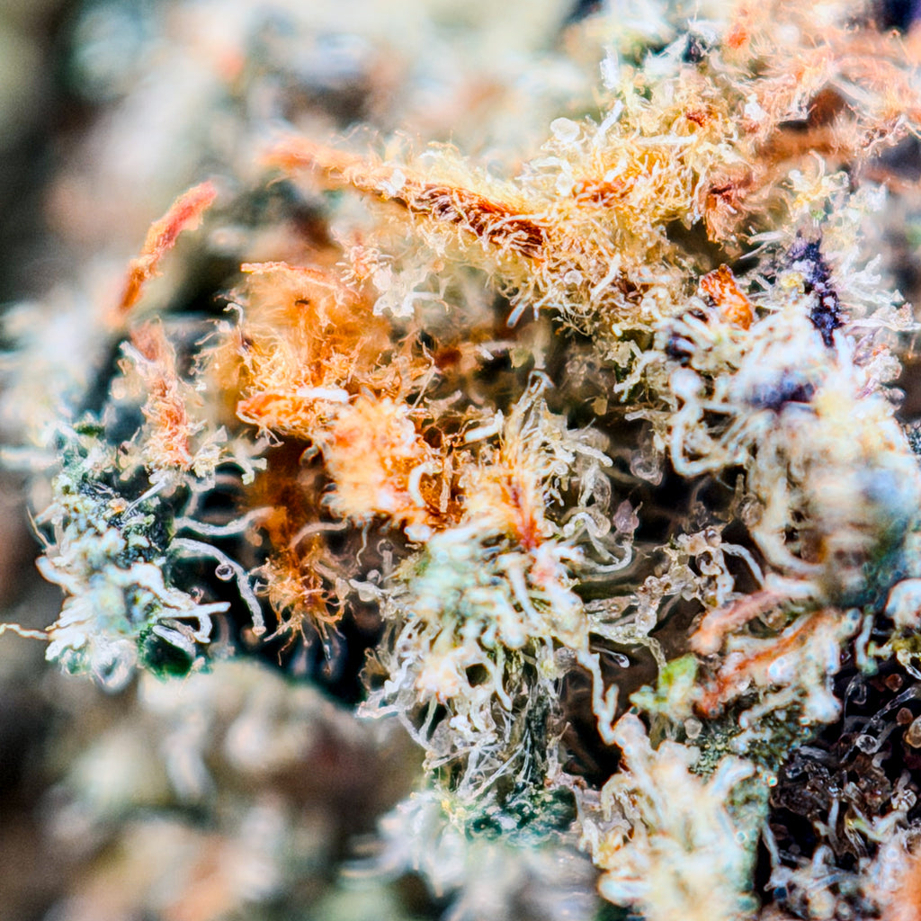 Zero Gravity Runtz Premium THCa Flower