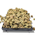 Fruity Pebbles Wholesale THCa Flower