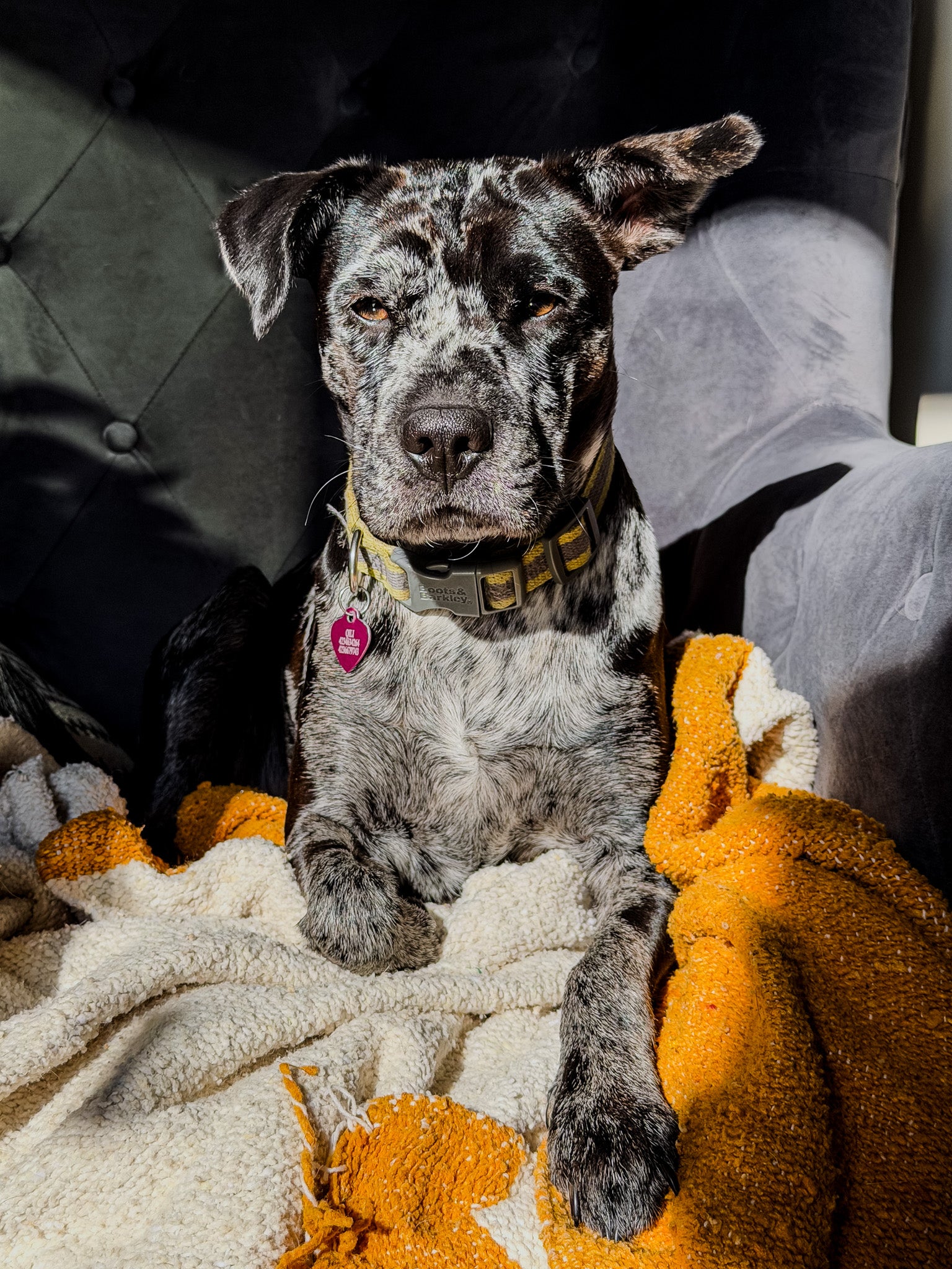 Dog sitting on a patterned blanket with a blurred background