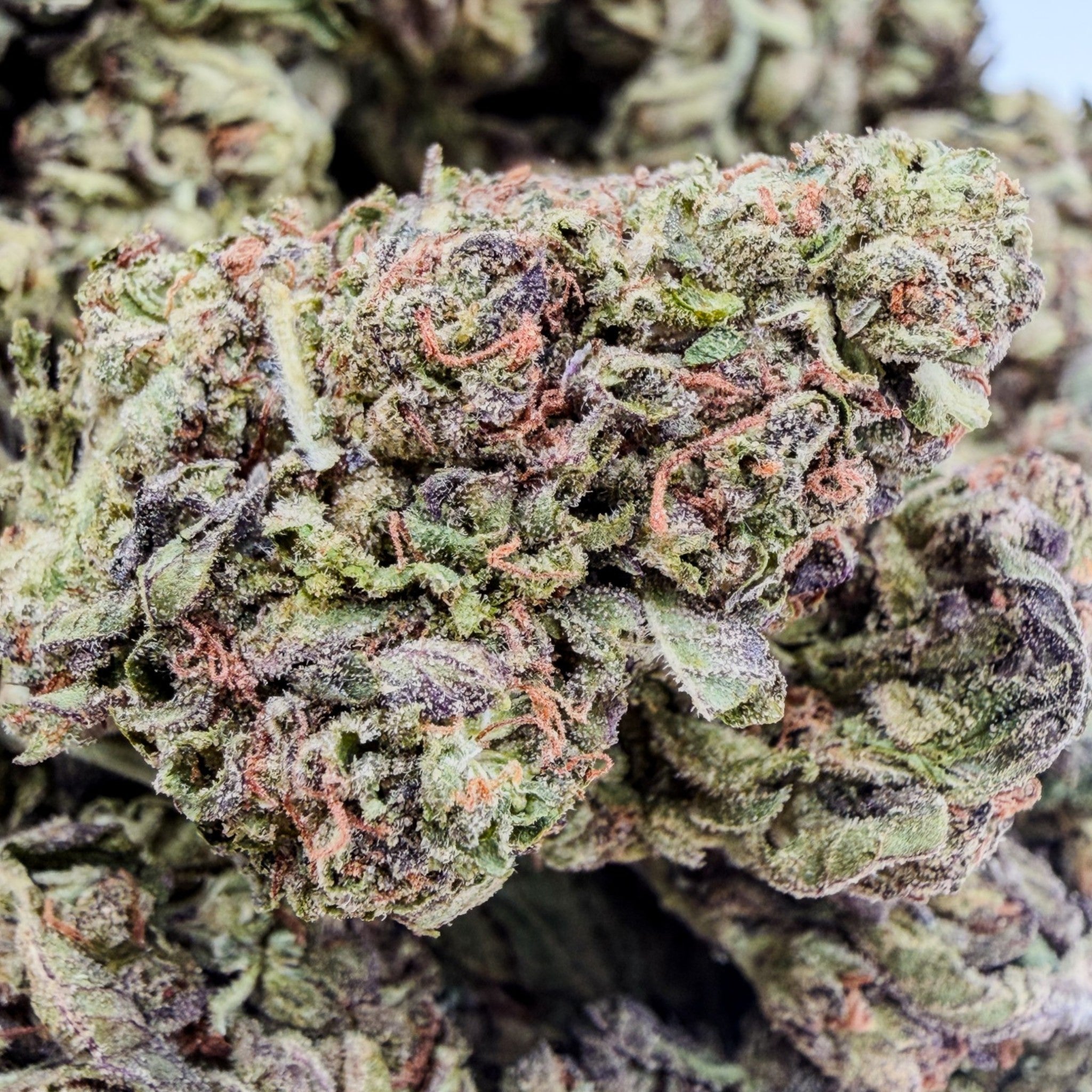 Tropical Cookies Premium THCa Flower