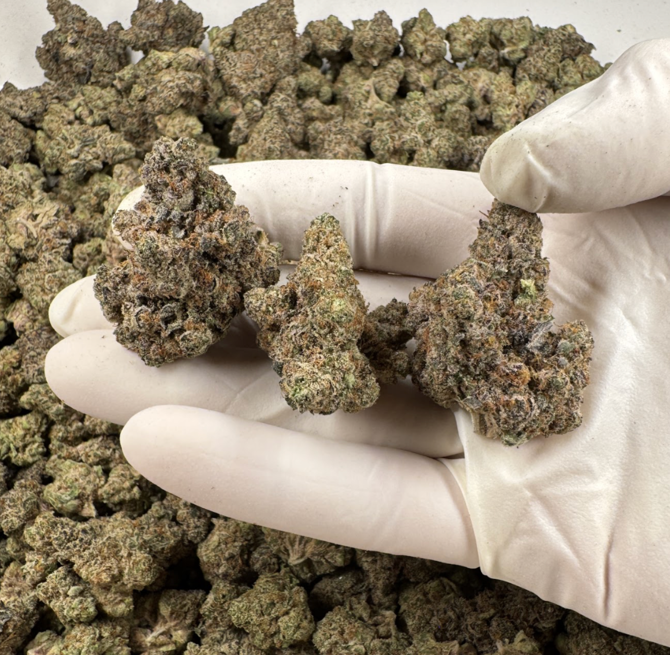 Big Gorilla Mac Wholesale THCa Flower