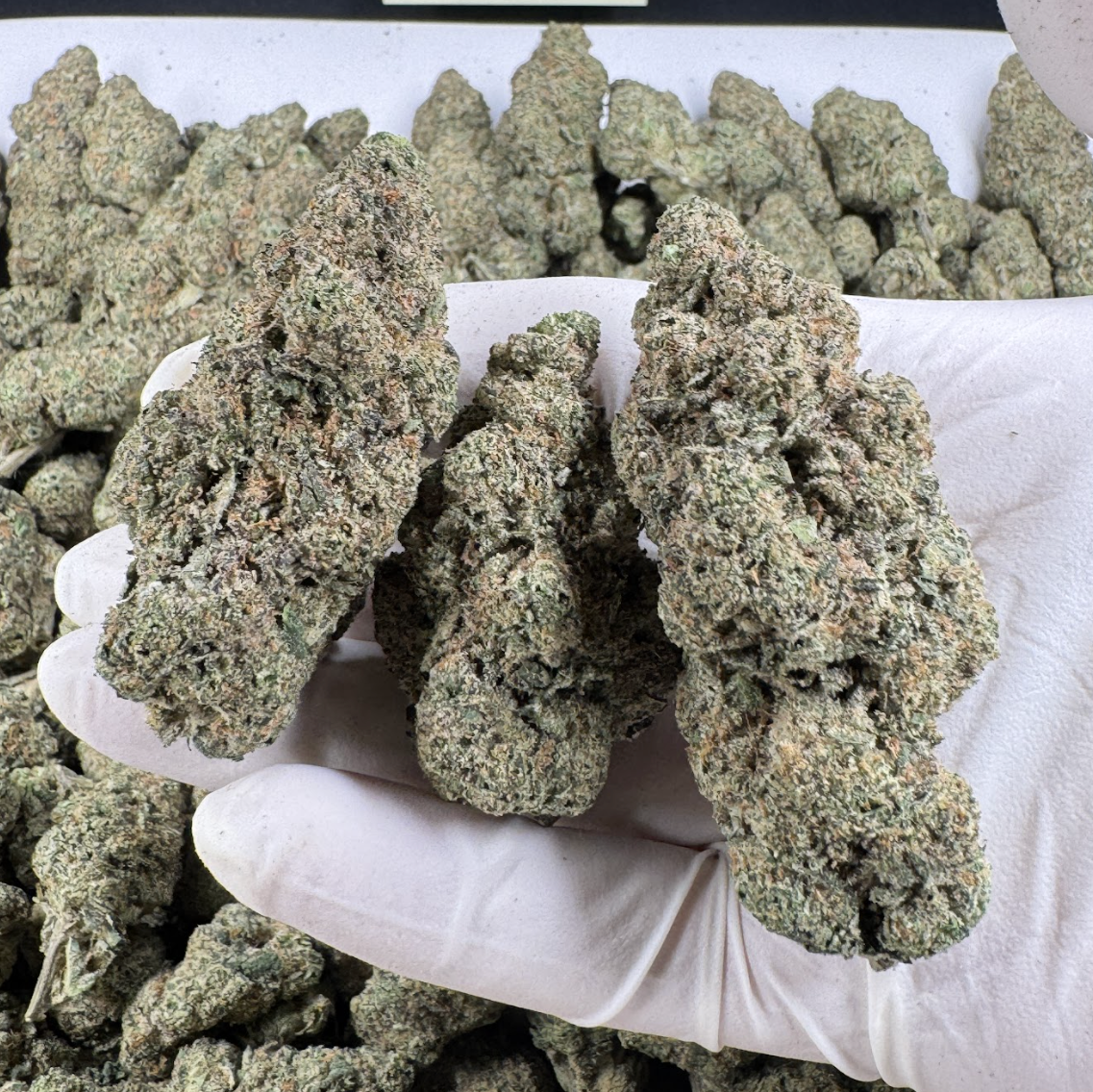 Hand holding a bundle of green cannabis buds with a white glove, surrounded by more cannabis buds.