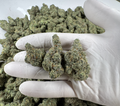 Italian Soda Wholesale THCa Flower