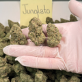 Jungalato Wholesale THCa Flower