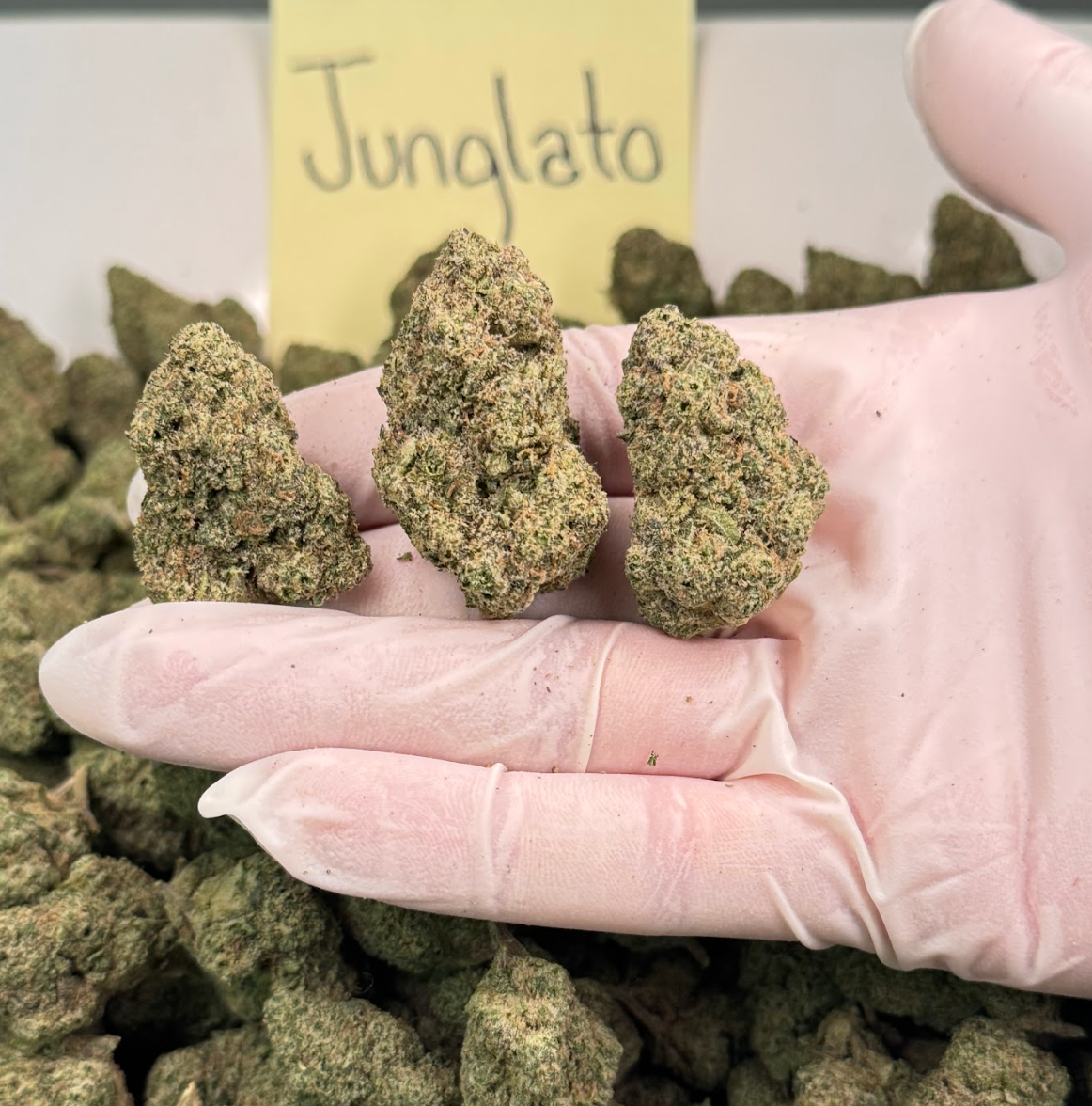 Jungalato Wholesale THCa Flower