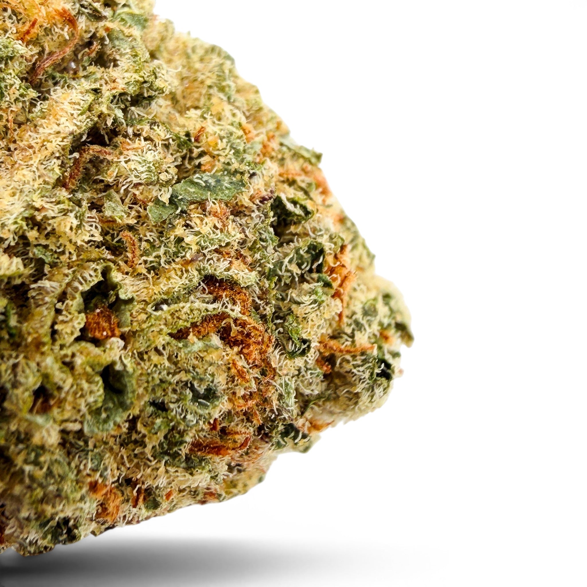 Dr. Wonderstone 24K Gold premium indoor THCa flower bud with dense green foliage, orange pistils, and trichomes.