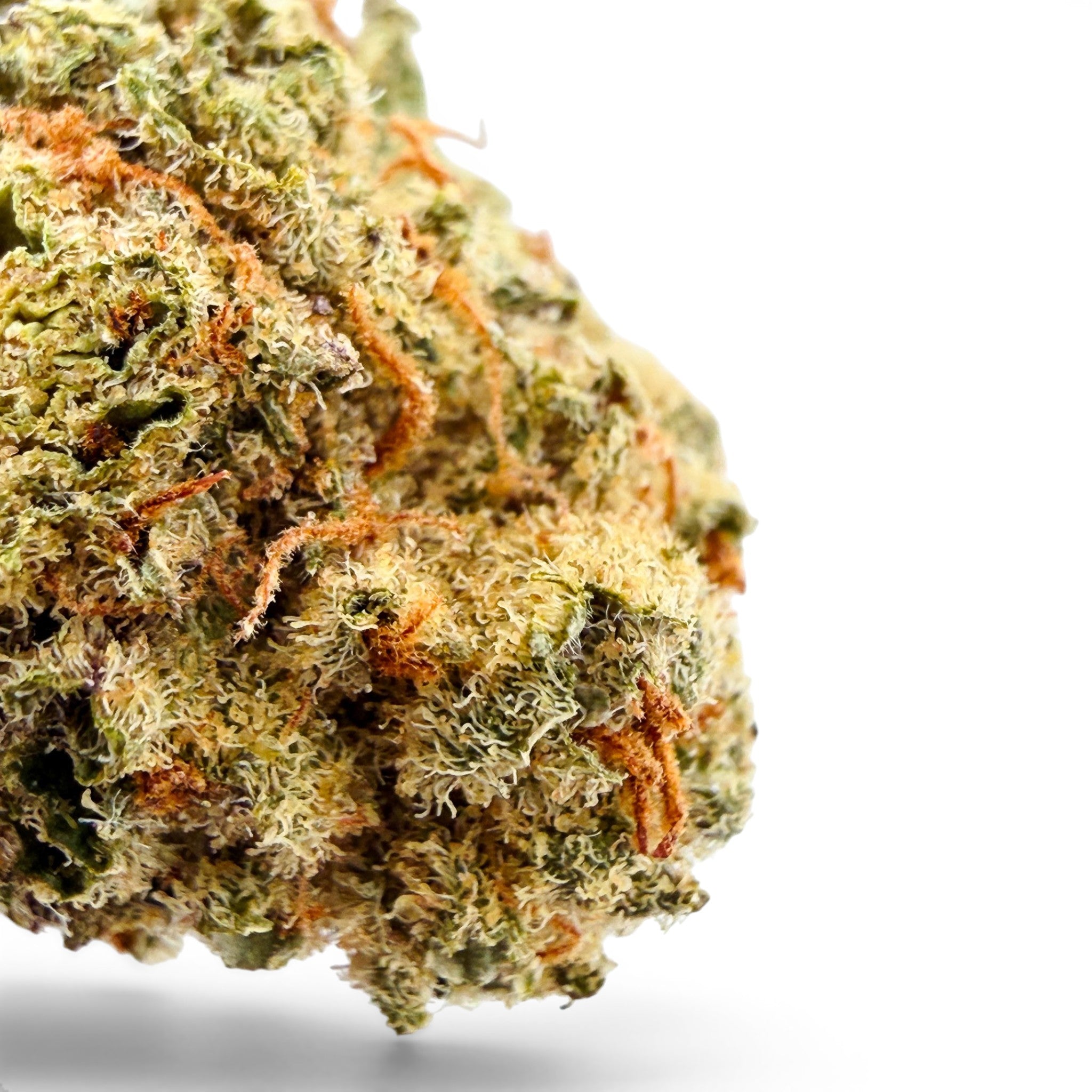 Dr. Wonderstone 24K Gold THCa flower featuring dense green buds with vibrant orange pistils and heavy trichome coverage.