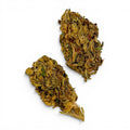 Dr. Wonderstone Blue Dream THCa flower buds with frosty green texture and orange pistils on a white background