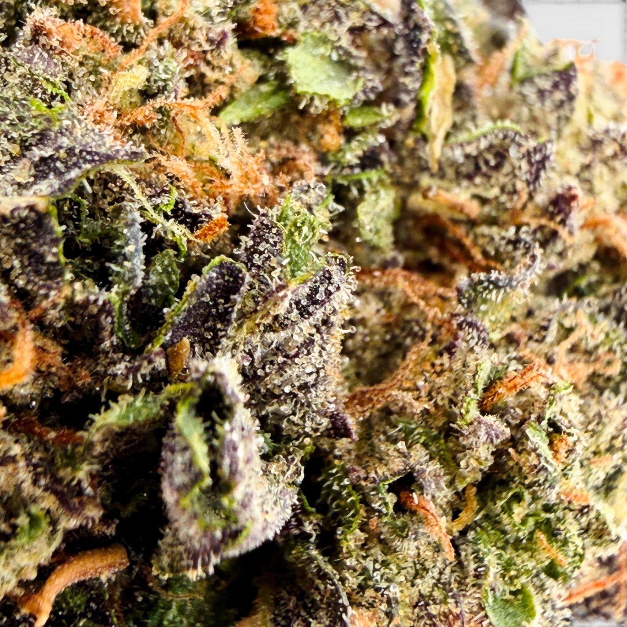 Dr. Wonderstone Cosmic Runtz indoor THCa flower featuring deep purple hues, green leaves, and orange pistils. Buy bulk Cannabis Flower for your retail store.