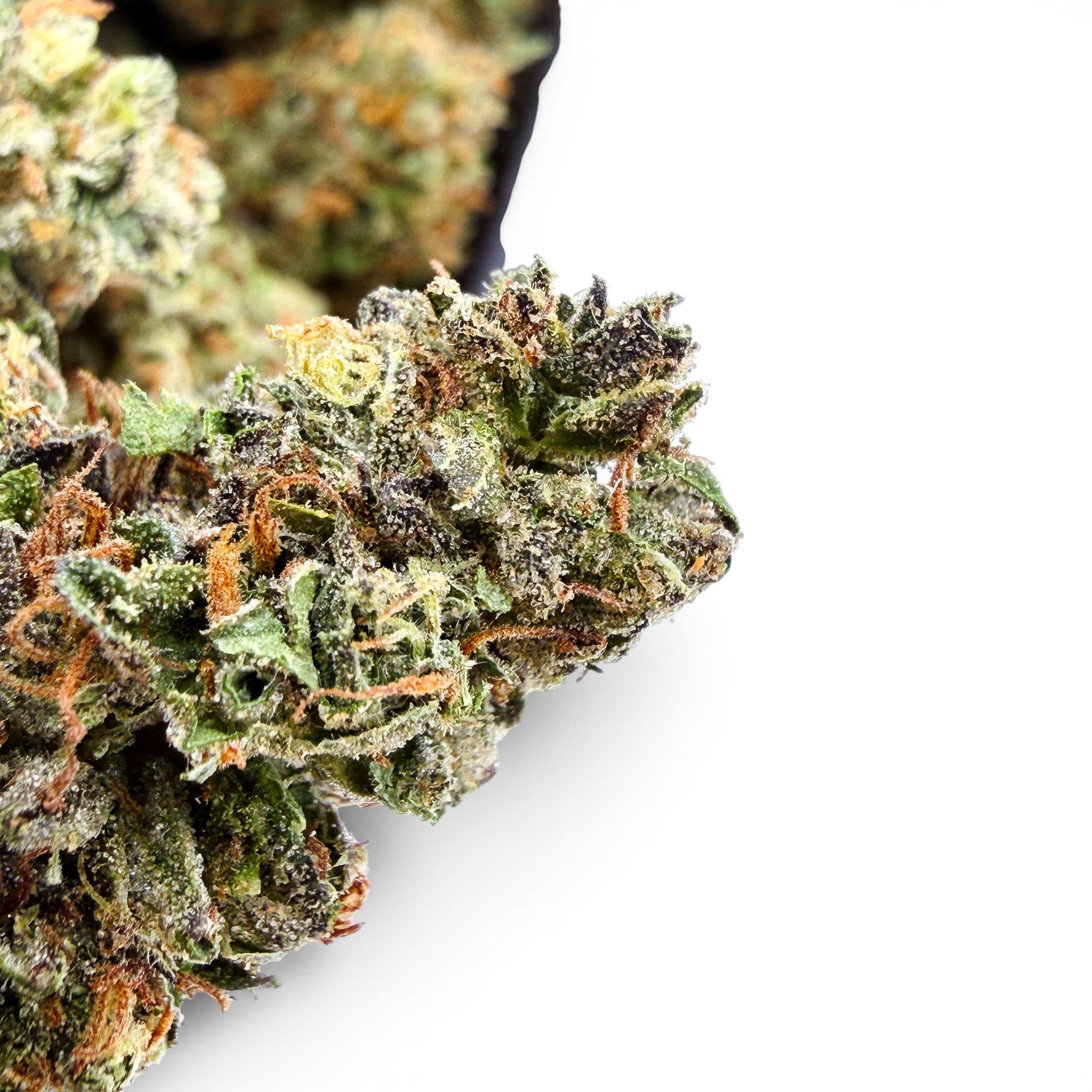 Dr. Wonderstone Dante's Inferno premium THCa flower bud with vibrant green, purple hues, and orange pistils.