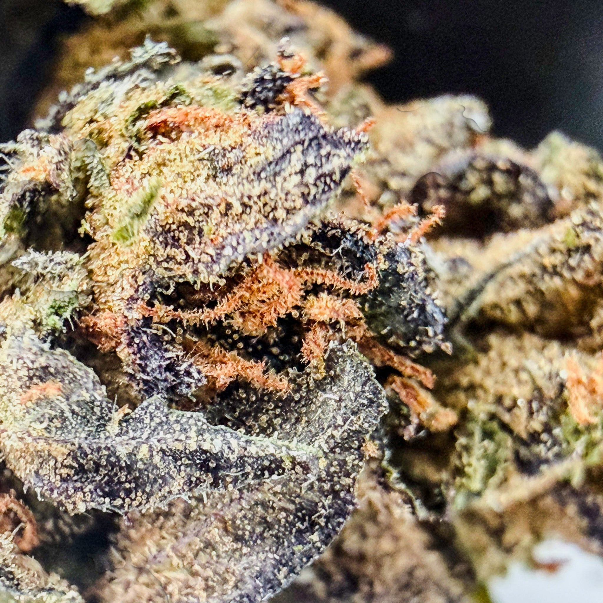 Dr. Wonderstone Gelato Fuel indoor THCa flower featuring deep purple hues, green leaves, and vibrant orange pistils.