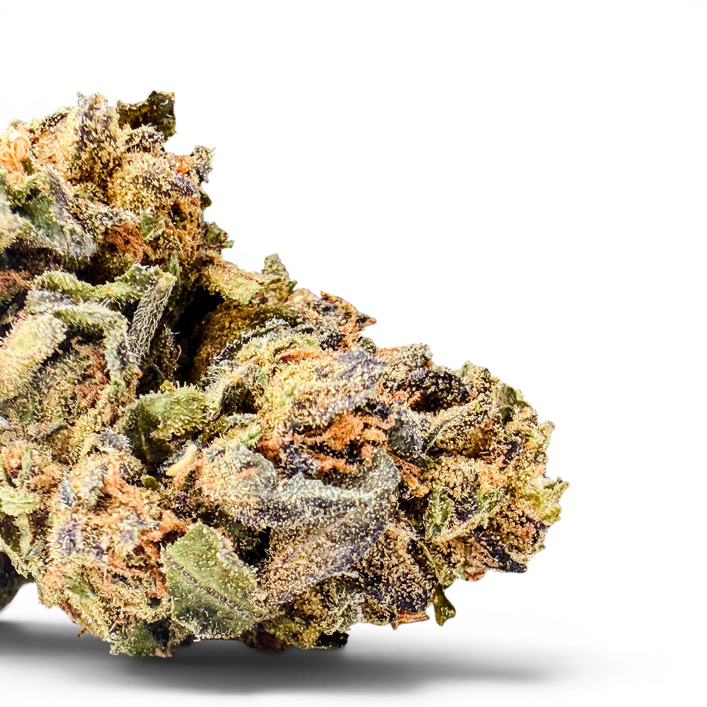 Dr. Wonderstone Gelato Fuel indoor THCa flower bud with purple and green leaves and orange pistils.