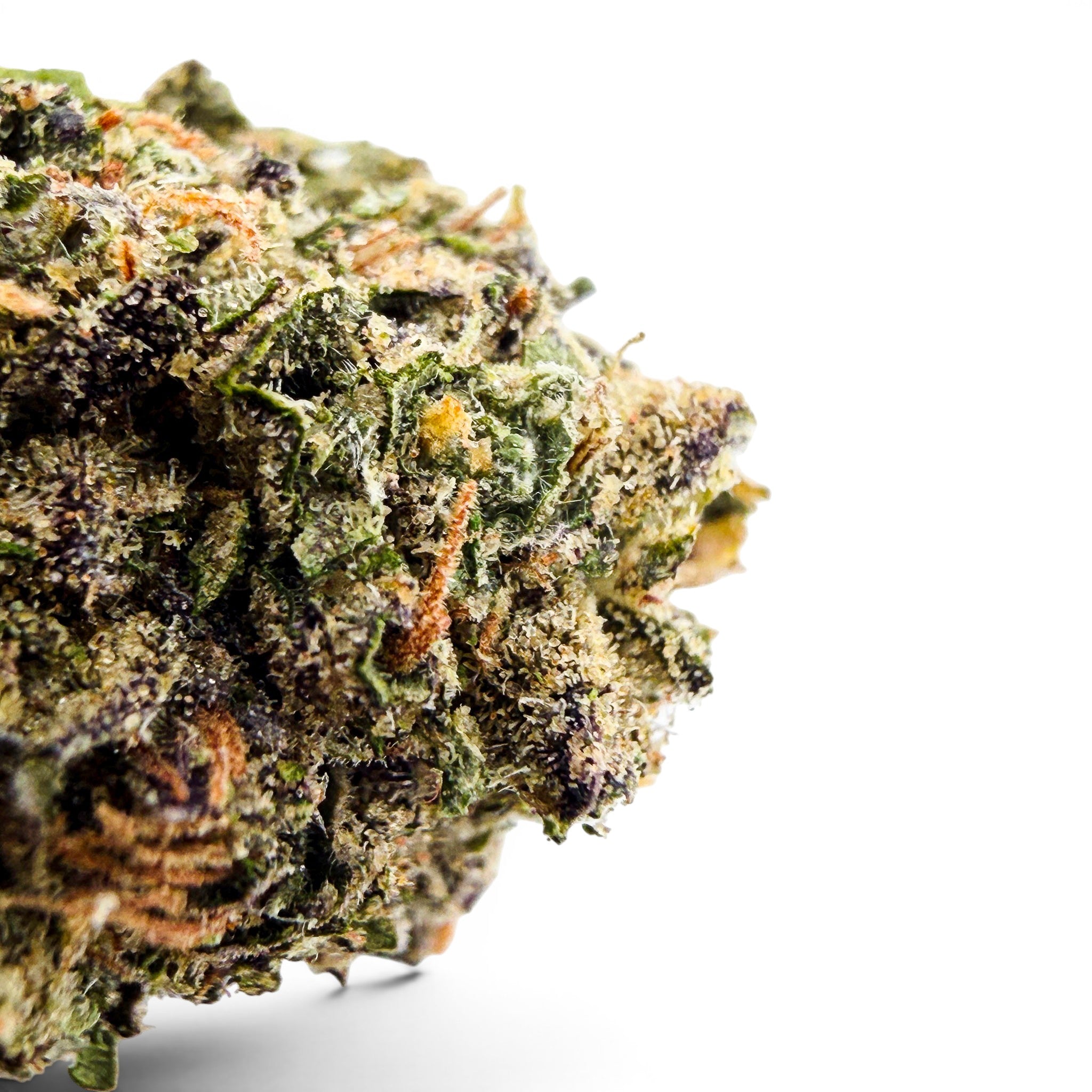 Dr. Wonderstone Gelato Fuel premium THCa flower bud with dense purple and green trichome-covered leaves. Buy Cheap THCa Flower Online