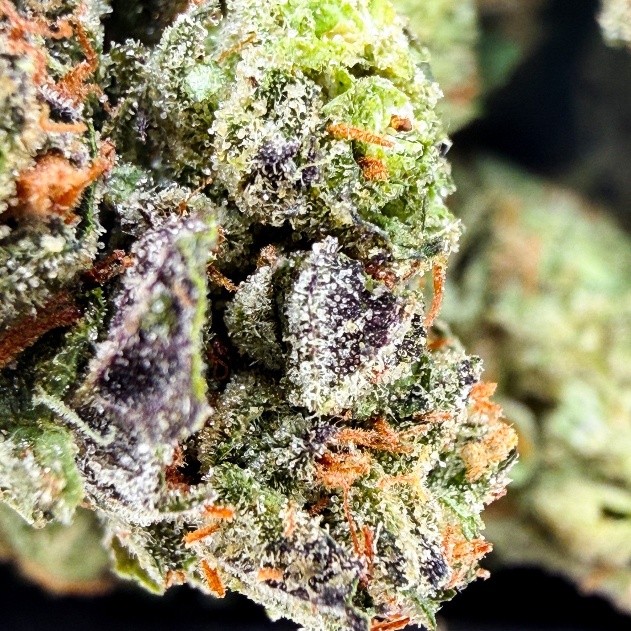 Dr. Wonderstone Gelato Fuel premium THCa flower bud featuring deep purple hues, bright green leaves, and orange pistils. Buy Cheap THCa Flower Online