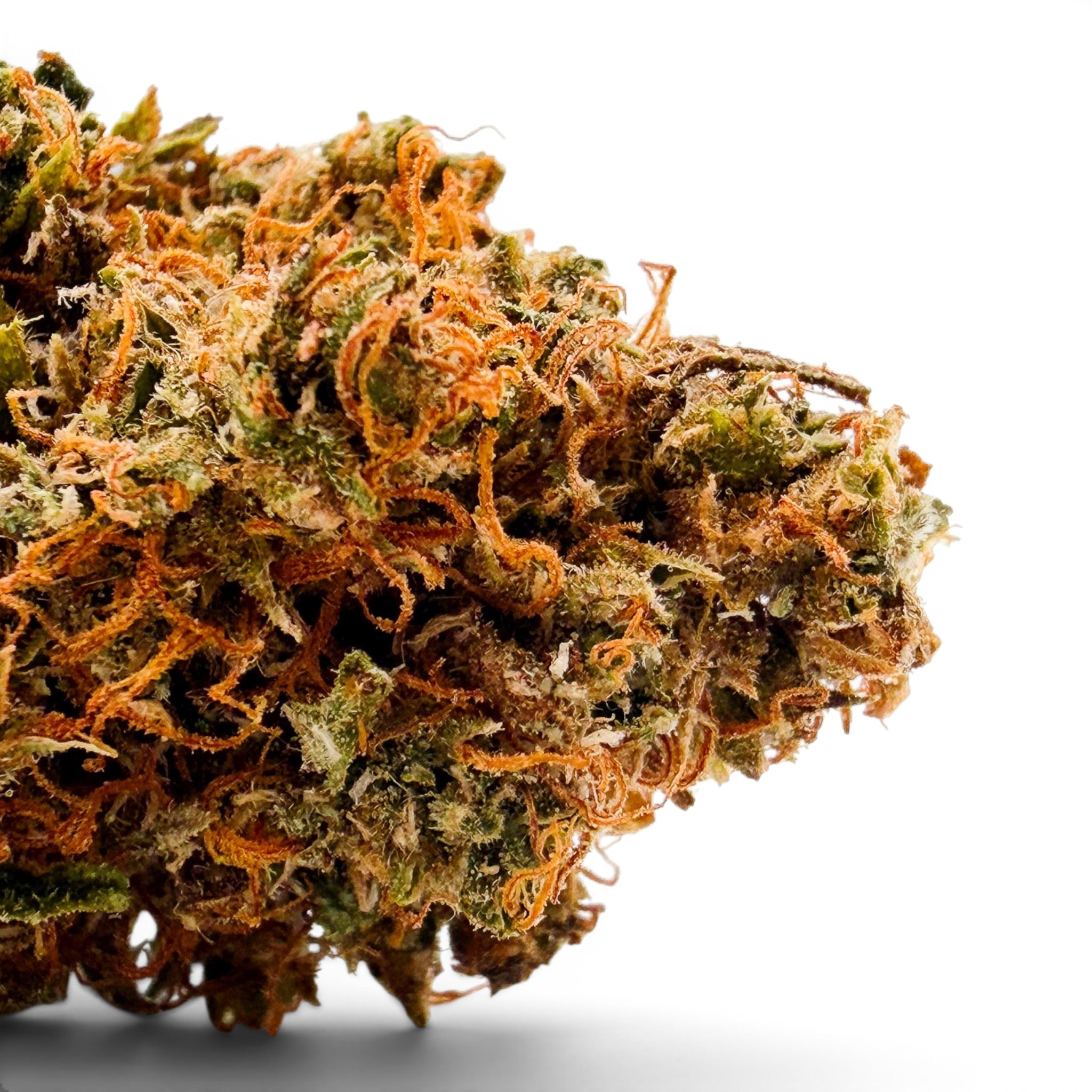 Dr. Wonderstone Goat Gas premium THCa flower bud with dense green foliage and vibrant orange pistils.