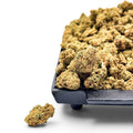 Dr. Wonderstone Jack Herer THCa flower buds with bright green leaves, orange pistils, and visible resin on a black tray.