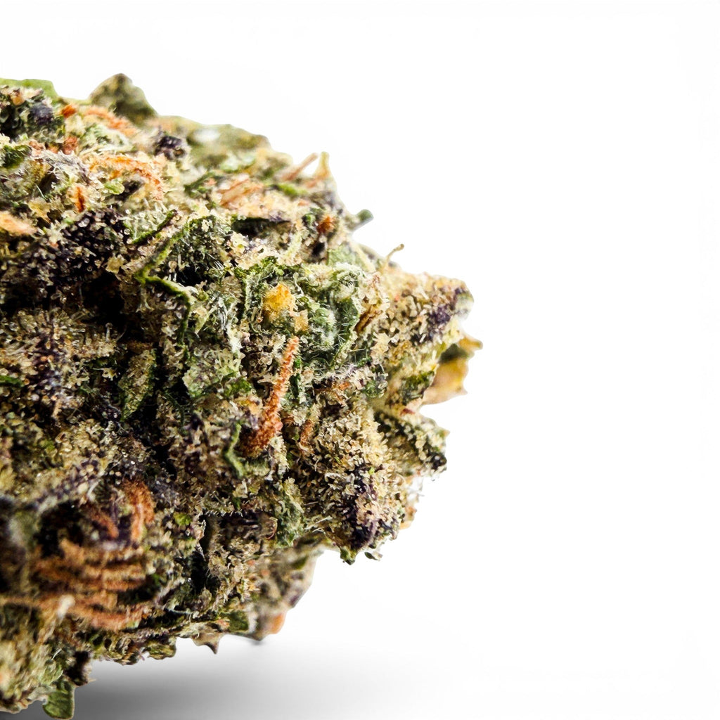 Dr. Wonderstone Jet Fuel Gelato premium THCa flower bud with purple and green hues and orange pistils. Buy THCa Flower Online