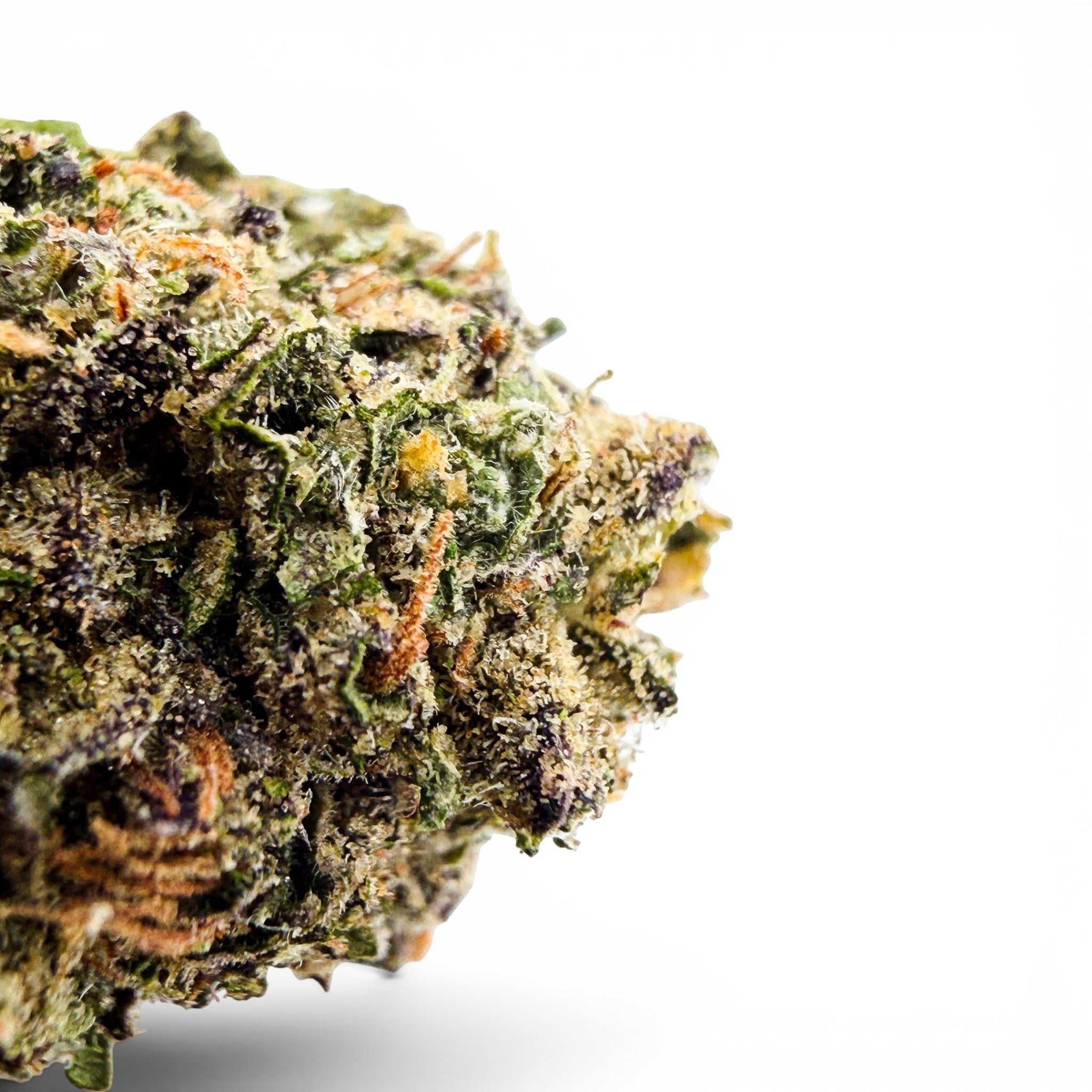 Dr. Wonderstone Jet Fuel Gelato premium THCa flower bud with purple and green hues and orange pistils. Buy THCa Flower Online