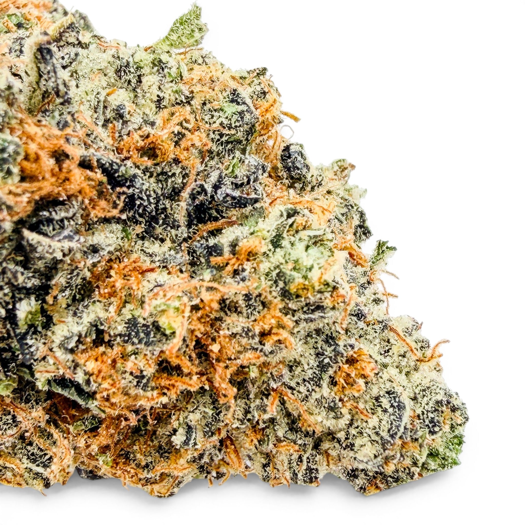 Dr. Wonderstone Northern Lights Exotic THCa flower bud with dense green foliage, dark purple hues, and orange pistils.