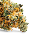 Dr. Wonderstone Orange Blueberry Muffin indoor THCa flower bud with dense green leaves and vibrant orange pistils.