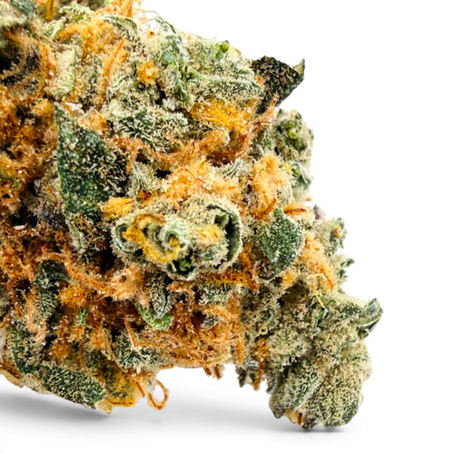 Dr. Wonderstone Orange Blueberry Muffin indoor THCa flower bud with dense green leaves and vibrant orange pistils.