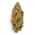 Dr. Wonderstone Orange Blueberry Muffin THCa flower bud with dense green structure, orange pistils, and trichomes.