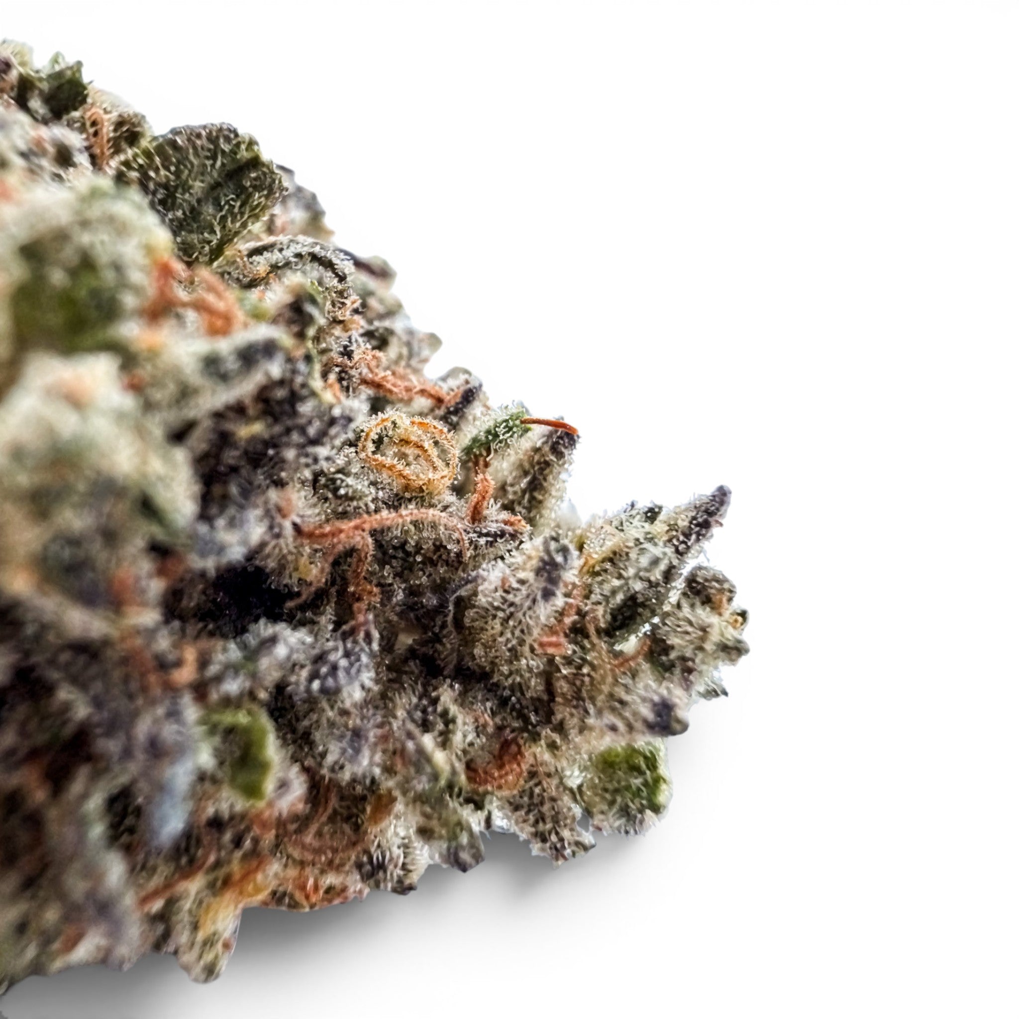 Dr. Wonderstone Oreoz THCa flower bud with dense trichomes, deep purple hues, and orange pistils on a white background.