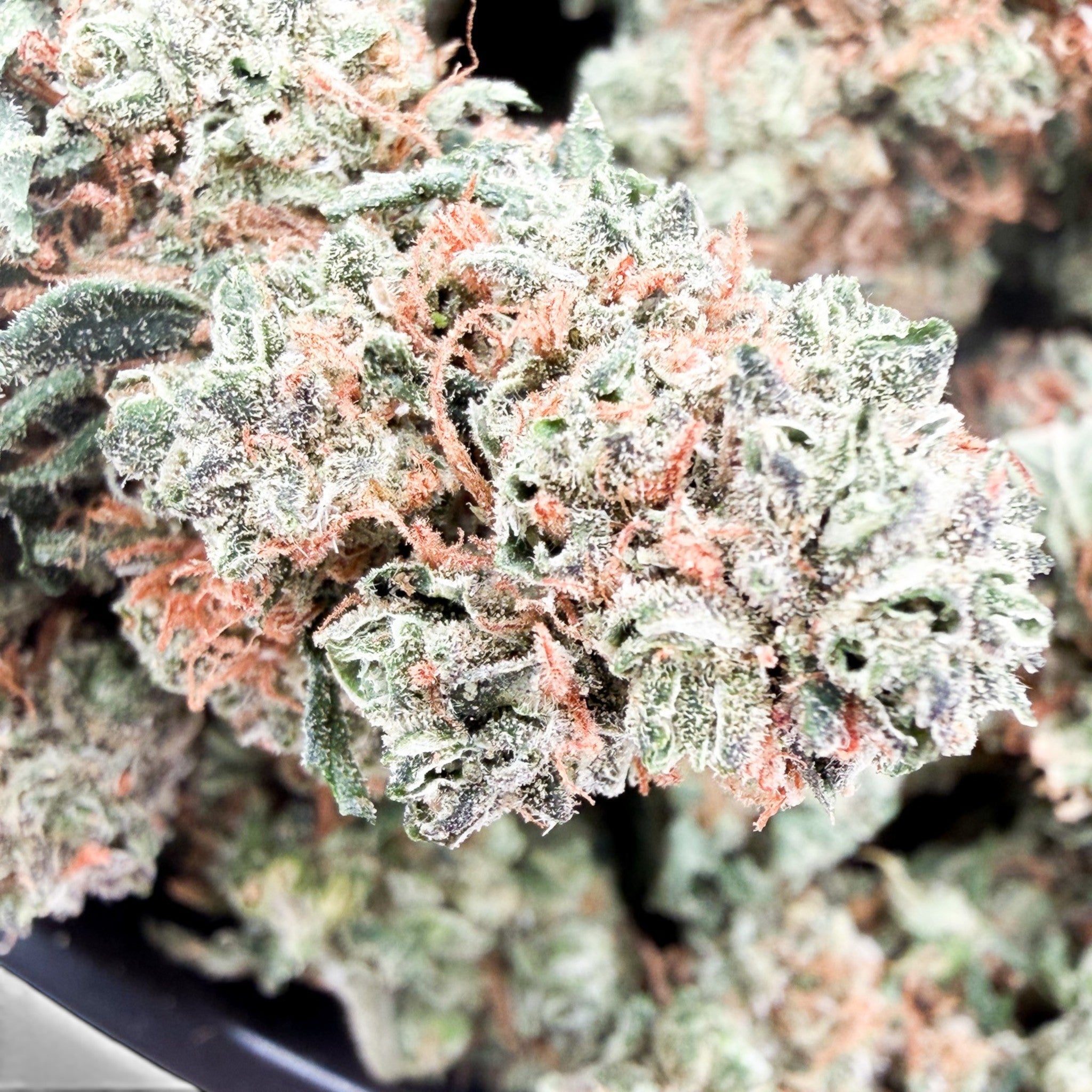 Dr. Wonderstone Pancakes premium THCa flower bud with dense green foliage, purple undertones, and orange pistils.