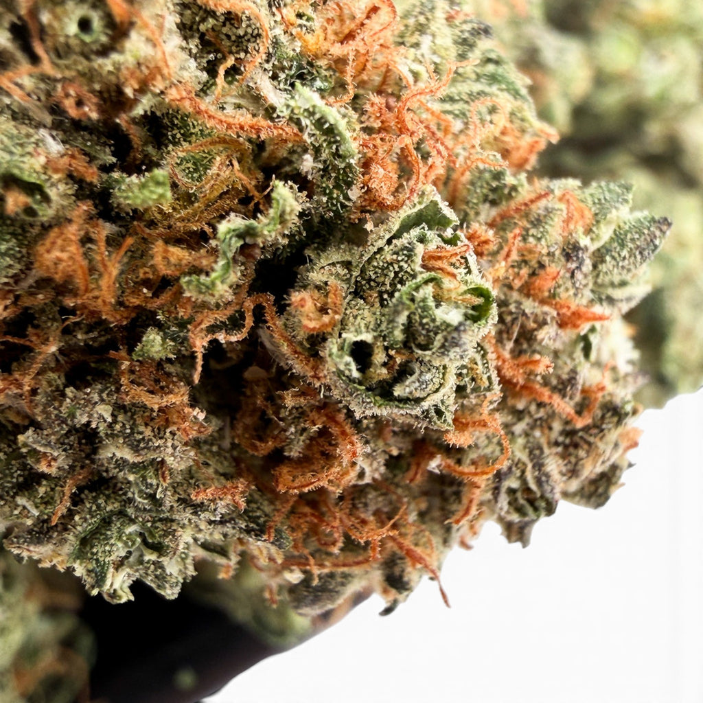 Dr. Wonderstone Pancakes premium THCa flower bud with dense green foliage, purple undertones, and vibrant orange pistils.