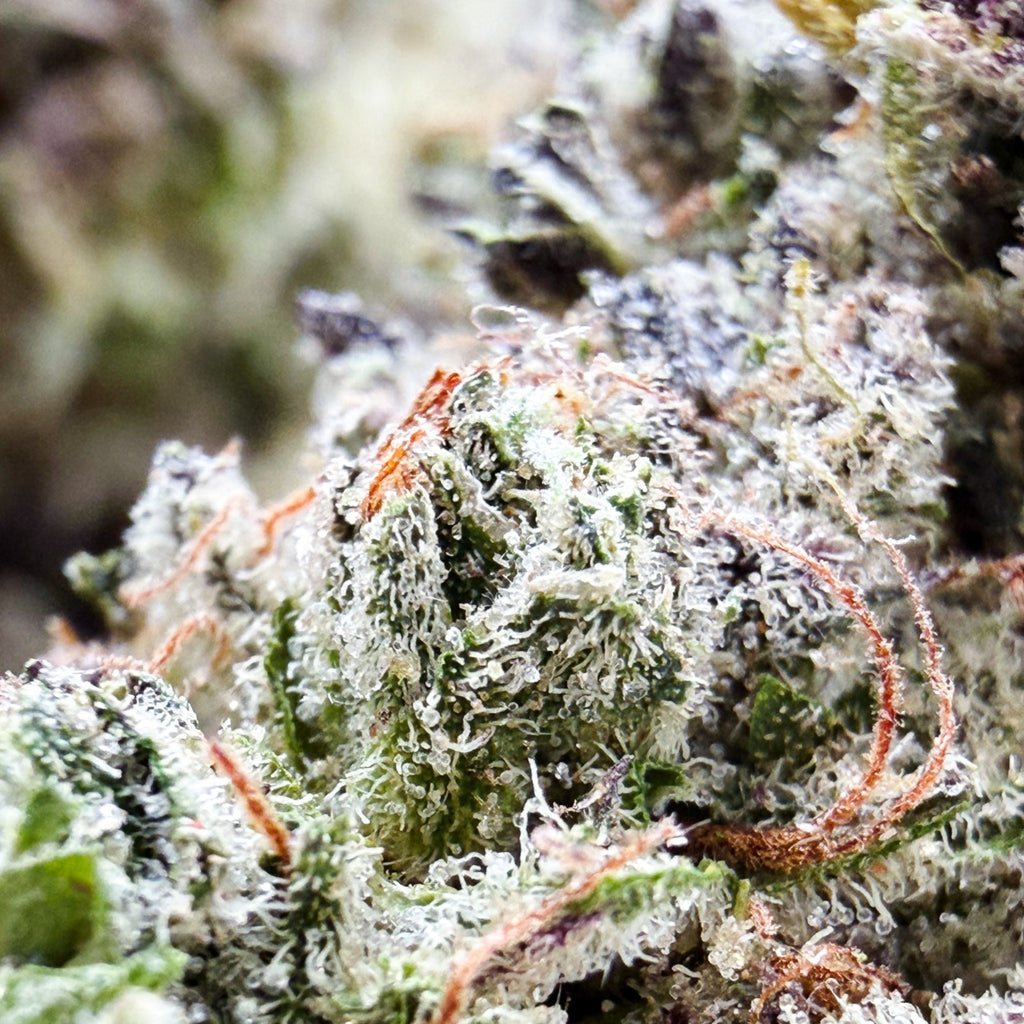 Dr. Wonderstone Pink Kush premium indoor THCa flower with dense, resin-rich green buds and orange pistils.