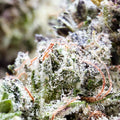 Dr. Wonderstone Pink Kush premium indoor THCa flower with dense, resin-rich green buds and orange pistils.