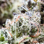 Dr. Wonderstone Pink Kush premium indoor THCa flower with dense, resin-rich green buds and orange pistils.