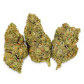 Dr. Wonderstone Purple Rhino exotic THCa flower buds with dense green foliage and orange pistils on white background