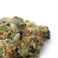 Dr. Wonderstone Purple Rhino exotic THCa flower bud with deep purple hues, green leaves, and orange pistils.