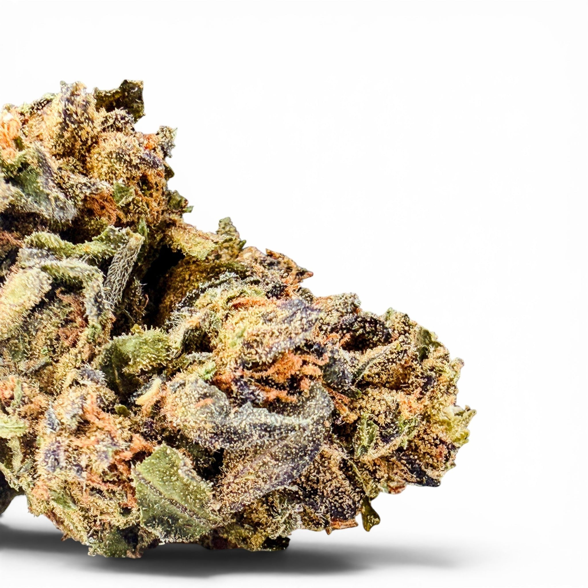 Dr. Wonderstone Runtz premium THCa flower bud featuring dense purple and green leaves with orange pistils and trichomes