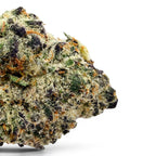 Dr. Wonderstone Secret Cookies THCa flower bud with deep purple hues, dense trichomes, and vibrant orange pistils.