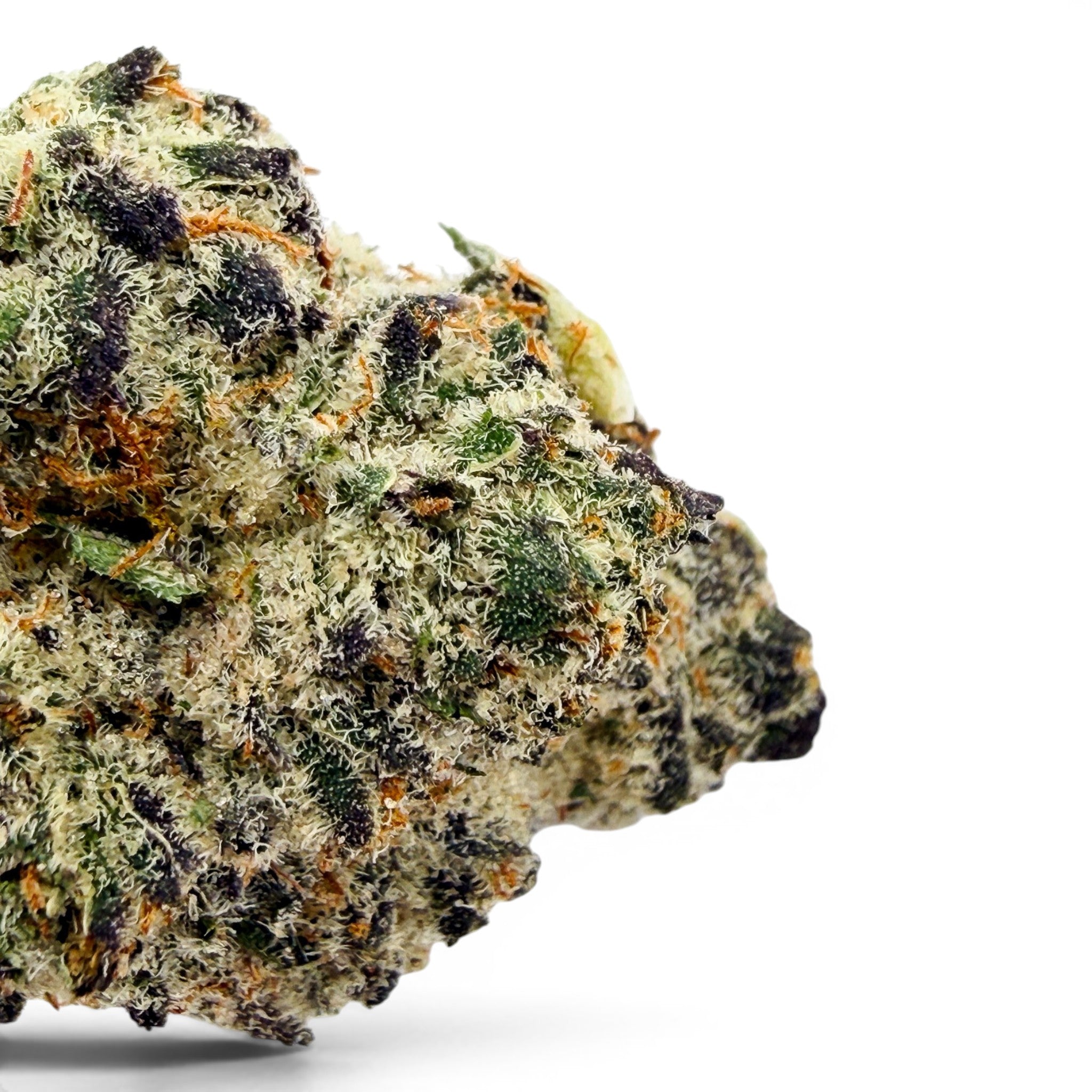Dr. Wonderstone Secret Cookies THCa flower bud with deep purple hues, dense trichomes, and vibrant orange pistils.