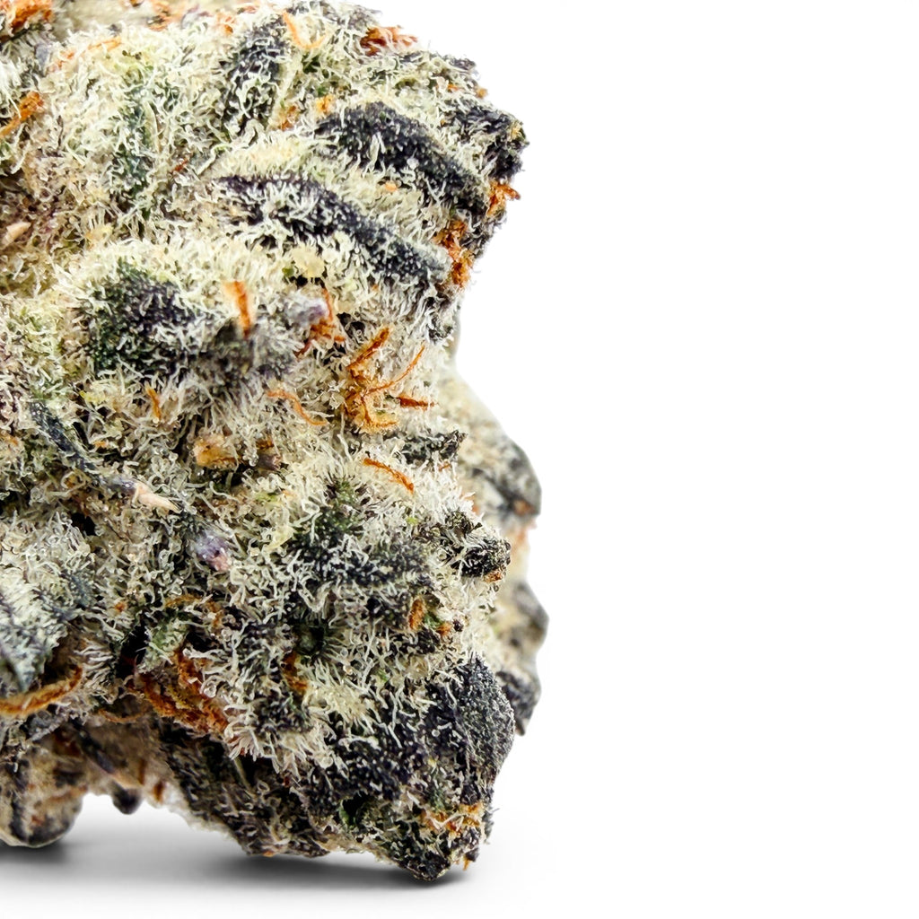 Dr. Wonderstone Secret Cookies THCa flower bud with deep purple hues, dense trichome frosting, and orange pistils.