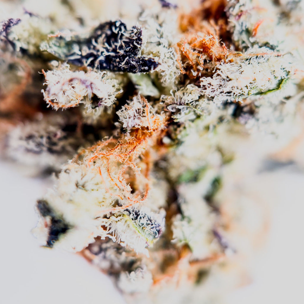 Dr. Wonderstone Toffee Headz premium THCa flower with dense, trichome-covered green and purple buds.