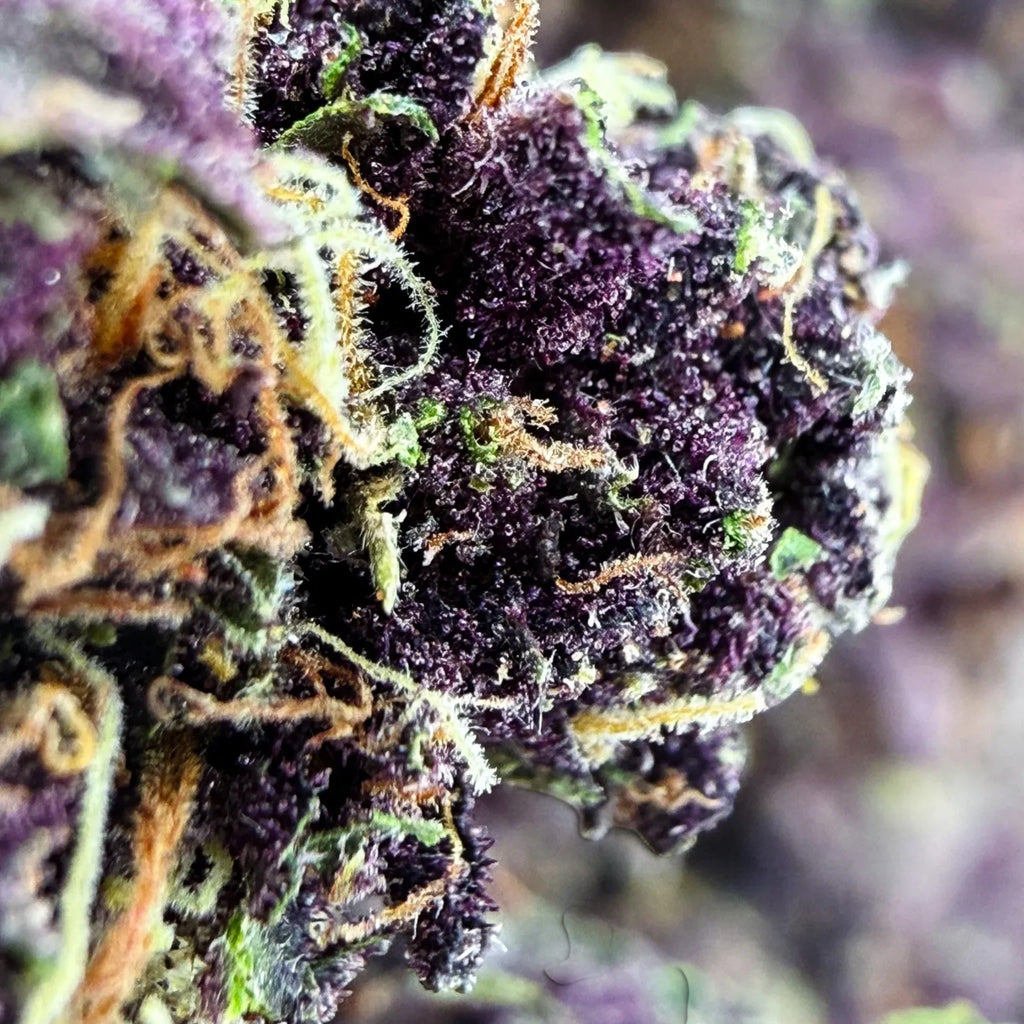 Dr. Wonderstone Tropical Cookies THCa flower featuring dense deep purple buds with bright orange pistils and trichomes
